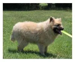 Cream Pomsky Pup Needs a Home – Last One Left!