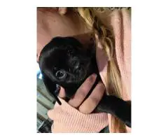 Small puppies CHUG