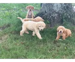 Curly and shorthaired Labradoodle puppies
