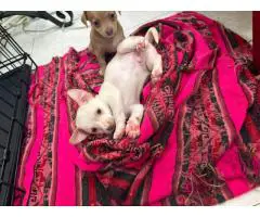 4 Male Chihuahua Puppies for Rehoming