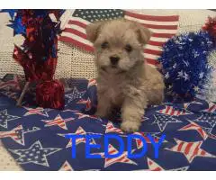 Only 1 Morkie Puppy Left!