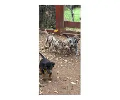 Big, Beautiful Labrahula Puppies – First Shots, Ready to Go