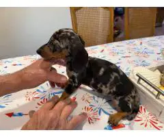 5 Dachshund puppies ready