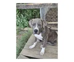 American bully puppies need a home