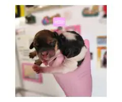 Mini Cockapoo puppies for sale