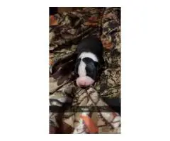 Full-Blooded Pitbull Puppies – Ready in 5 Weeks