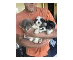 4 Shih Tzu x Schnauzer puppies