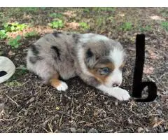 5 Standard size Aussie puppies for sale