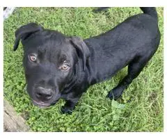 2 Pitweiler Puppies Available