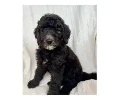 Beautiful F1BB Goldendoodle puppies