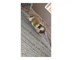 5 male Shih Tzu puppies