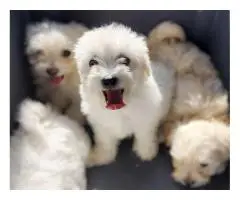 5 Cotton de Tulear puppies for sale