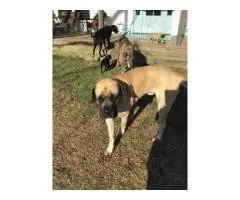 Daniff puppies for sale