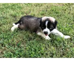 Pyrenees and Anatolian Shepherd mix