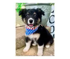 8 weeks old Aussie puppies