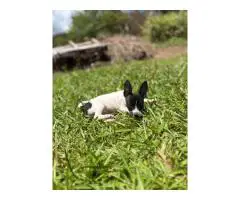 Sweet little Toy Rat Terrier puppy