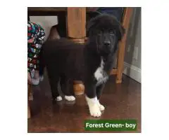 Newfoundland x Malamute puppies