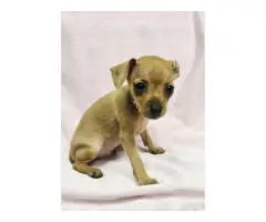 2 AKC Miniature Pinscher puppies for sale