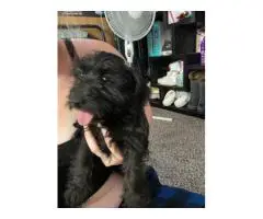 3 mini schnauzer mix puppies