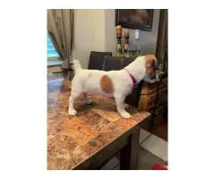 4 Jack Russell Terrier puppies available