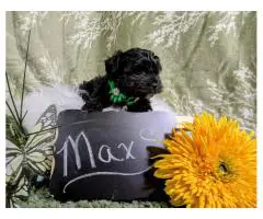 YORKIE POO