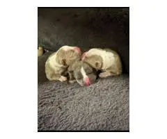 7-week-old Pit Bull puppies