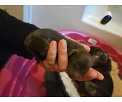 Miniature Dachshund Puppies – Chocolate & Dapple