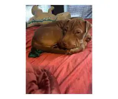 5-month-old chocolate female Shar Pei puppy