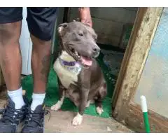 Razor Edge X Eli Pitbull puppies