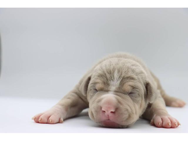 XL American Bully Puppies for Sale | Lilac Tri