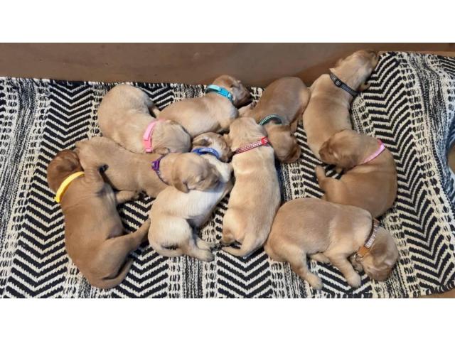 Purebred AKC Golden Retriever Puppies – Reserve Yours Today!