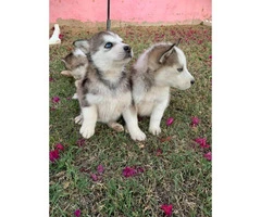 6 gorgeous husky puppies, ready for new home - 1