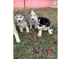 6 gorgeous husky puppies, ready for new home - 3