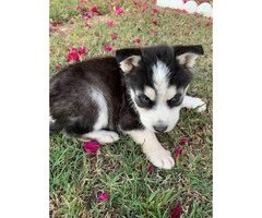 6 gorgeous husky puppies, ready for new home - 4