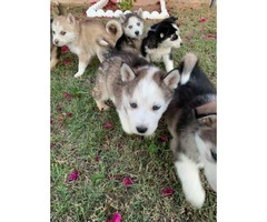 6 gorgeous husky puppies, ready for new home - 5