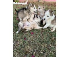 6 gorgeous husky puppies, ready for new home - 6