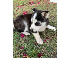 6 gorgeous husky puppies, ready for new home - 7