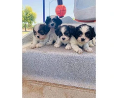 Adorable Shih Tzu Pups Ready For Brand New Home - 2