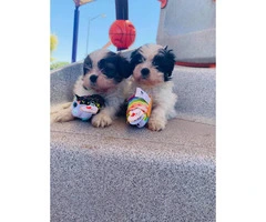 Adorable Shih Tzu Pups Ready For Brand New Home - 3
