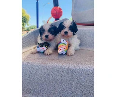 Adorable Shih Tzu Pups Ready For Brand New Home - 4