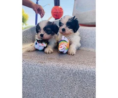 Adorable Shih Tzu Pups Ready For Brand New Home - 5