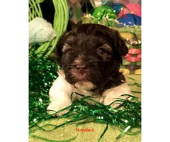 Beautiful AKC Havanese pups for rehoming