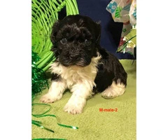 Beautiful AKC Havanese pups for rehoming - 2