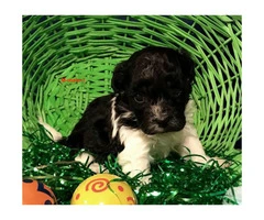 Beautiful AKC Havanese pups for rehoming - 3