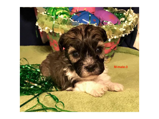 Beautiful AKC Havanese pups for rehoming in Birmingham, Alabama - Puppies for Sale Near Me