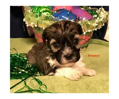 Beautiful AKC Havanese pups for rehoming - 4