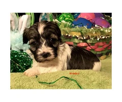 Beautiful AKC Havanese pups for rehoming - 5
