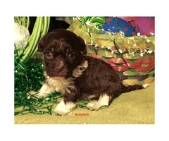 Beautiful AKC Havanese pups for rehoming - 6