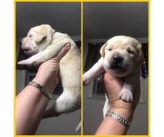 1 female and 3 males available AKC Yellow Lab Puppies - 1