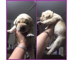 1 female and 3 males available AKC Yellow Lab Puppies - 2